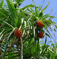 Screw Pine Assorted (Pandanus)