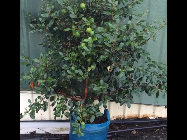 Feijoa Duffy - Ladybird Nursery