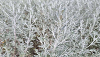 Native Wild Rosemary (Olearia axillaris)
