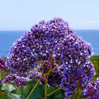 Sea Lavender Statice - Blue (Limonium perezii)
