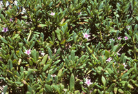 Sea Purslane (Sesuvium portalucastrum)