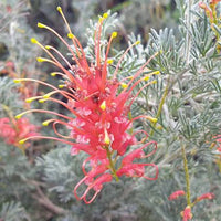 Grevillea 'Sea Spray'