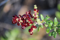Seaberry Saltbush (Rhagodia candolleana) - Ladybird Nursery