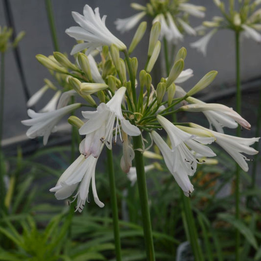 Agapanthus Sea Coral