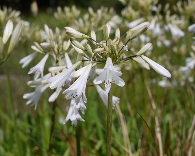 Agapanthus Sea Coral