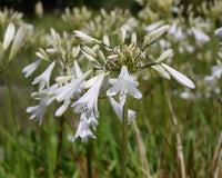 Agapanthus Sea Coral - Ladybird Nursery