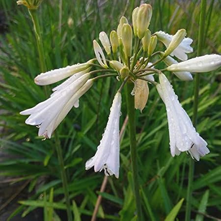 Agapanthus Sea Coral - Ladybird Nursery