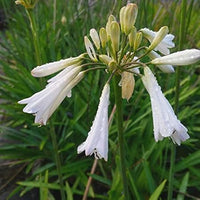 Agapanthus Sea Coral