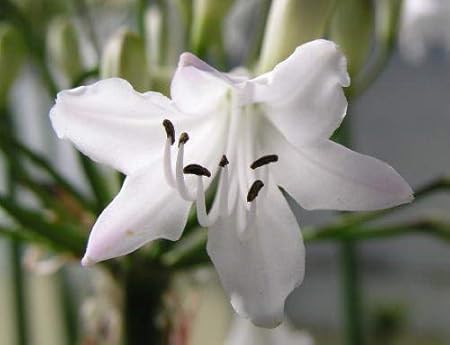 Agapanthus Sea Coral