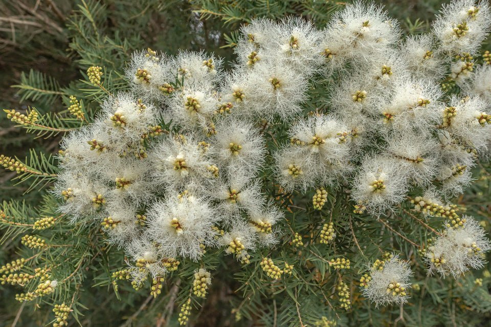 Sea Mist (Melaleuca incana) - Ladybird Nursery