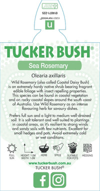 Native Wild Rosemary (Olearia axillaris)