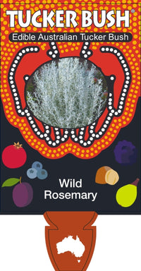 Native Wild Rosemary (Olearia axillaris)