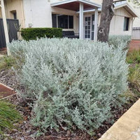 Native Wild Rosemary (Olearia axillaris)