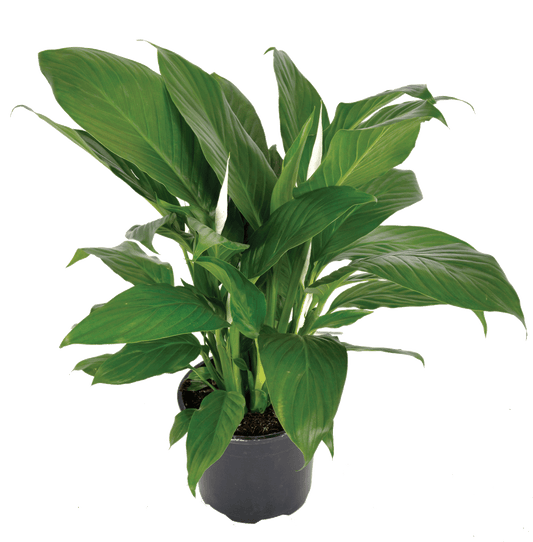 Peace Lily Sweet Sebastiano (Spathiphyllum)