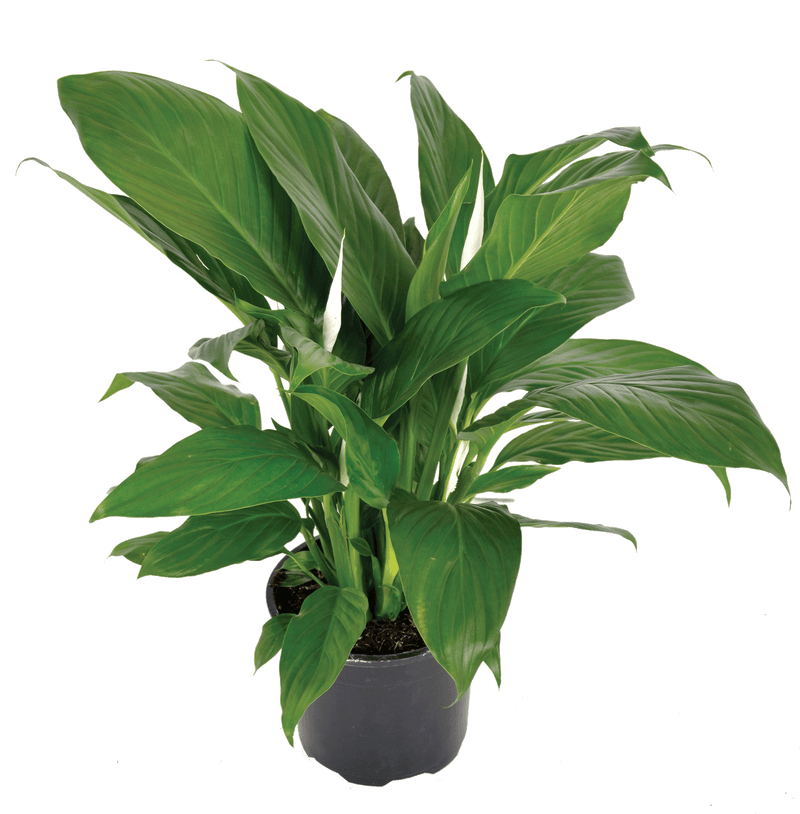 Peace Lily Sweet Sebastiano (Spathiphyllum)