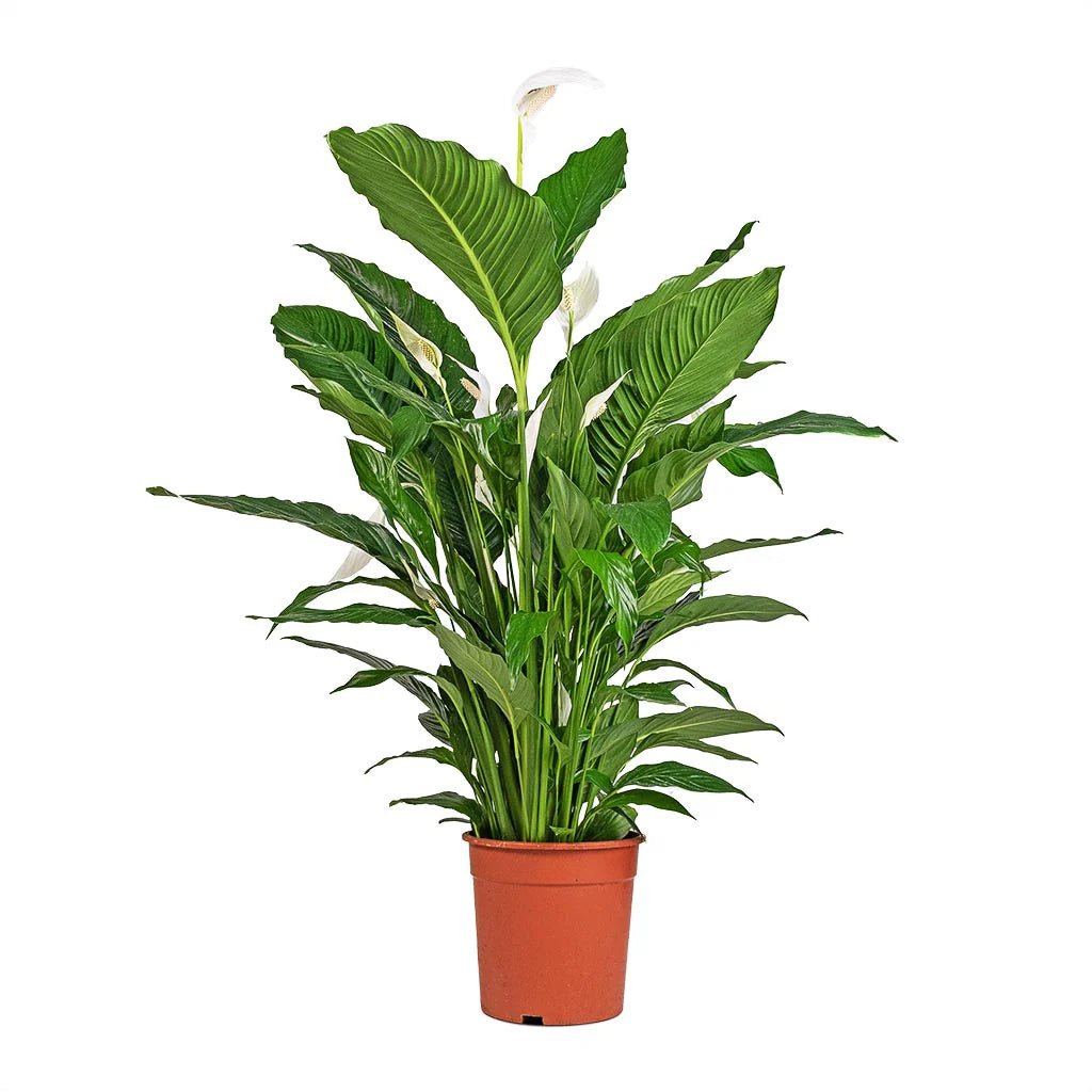 Peace Lily Sweet Sebastiano Tissue culture (Spathiphyllum) - Ladybird Nursery