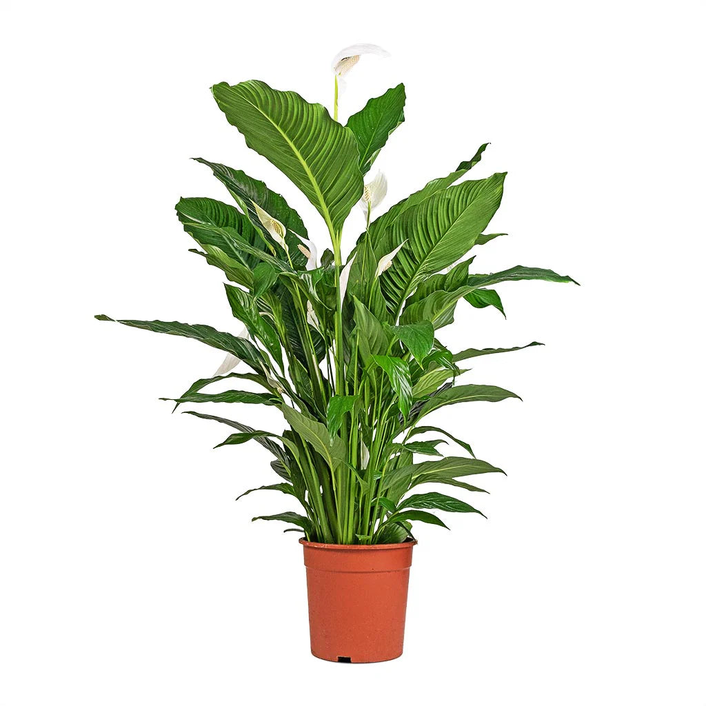 Peace Lily Sweet Sebastiano Tissue culture (Spathiphyllum)