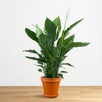 Peace Lily Sweet Sebastiano (Spathiphyllum)