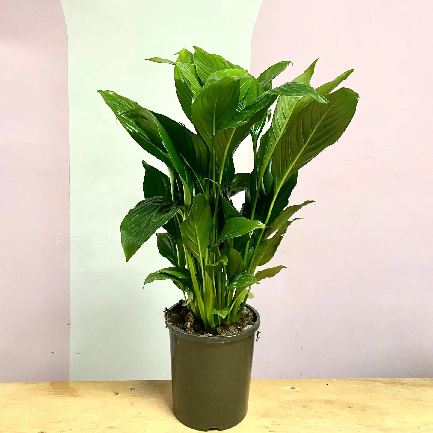 Peace Lily Sweet Sebastiano (Spathiphyllum)