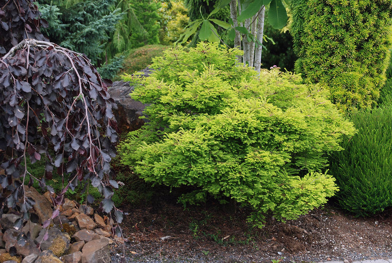 Bald Cypress Secrest (Taxodium distichum)