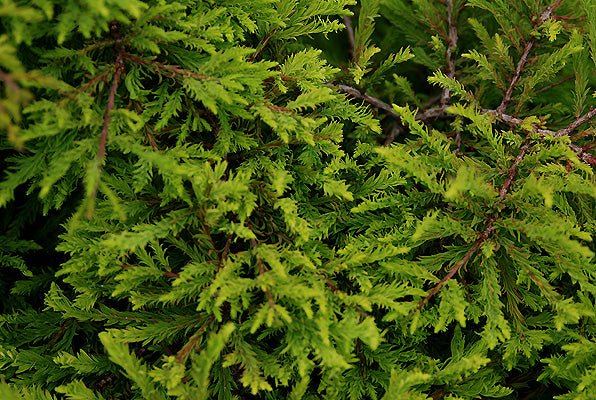 Bald Cypress Secrest (Taxodium distichum) - Ladybird Nursery