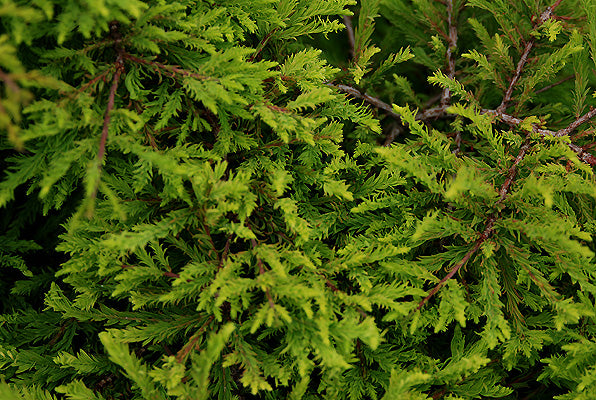 Bald Cypress Secrest (Taxodium distichum)