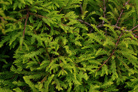 Bald Cypress Secrest (Taxodium distichum)