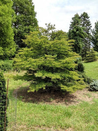 Bald Cypress Secrest (Taxodium distichum) - Ladybird Nursery