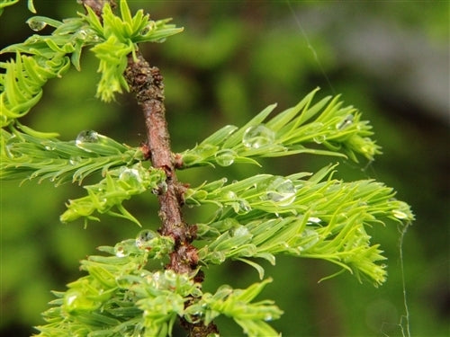 Bald Cypress Secrest (Taxodium distichum)