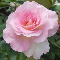 Rose 'Seduction' 3ft (PICKUP ONLY)