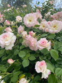 Rose 'Seduction' (Rosa) - Ladybird Nursery