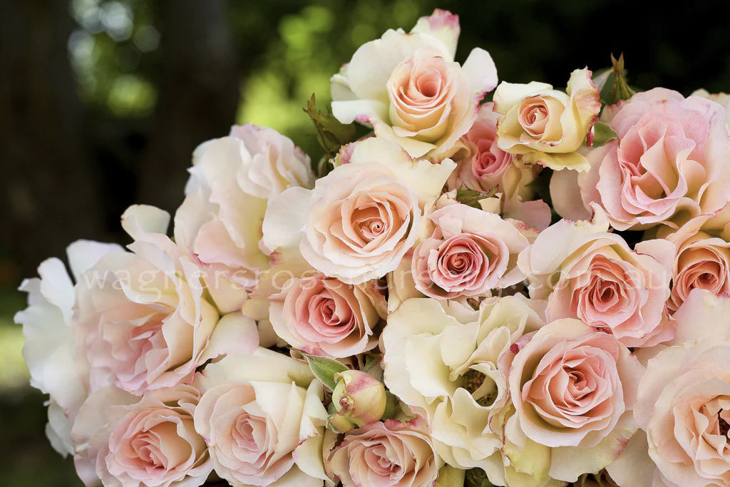 Rose Seduction 2 ft Standards (Rosa)