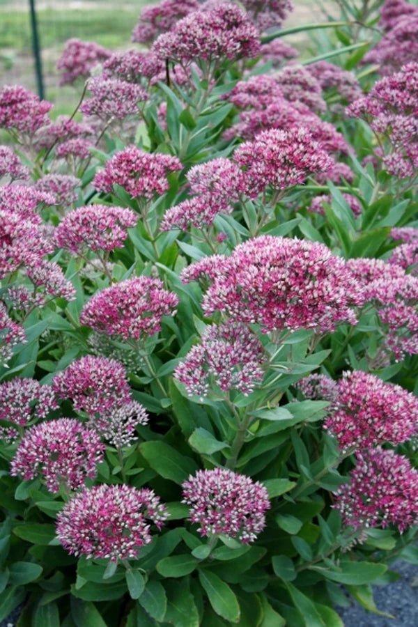 Stonecrop September Glow (Sedum spectabile) - Ladybird Nursery