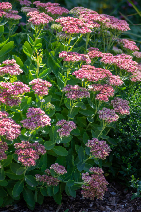 Stonecrop September Glow (Sedum spectabile)