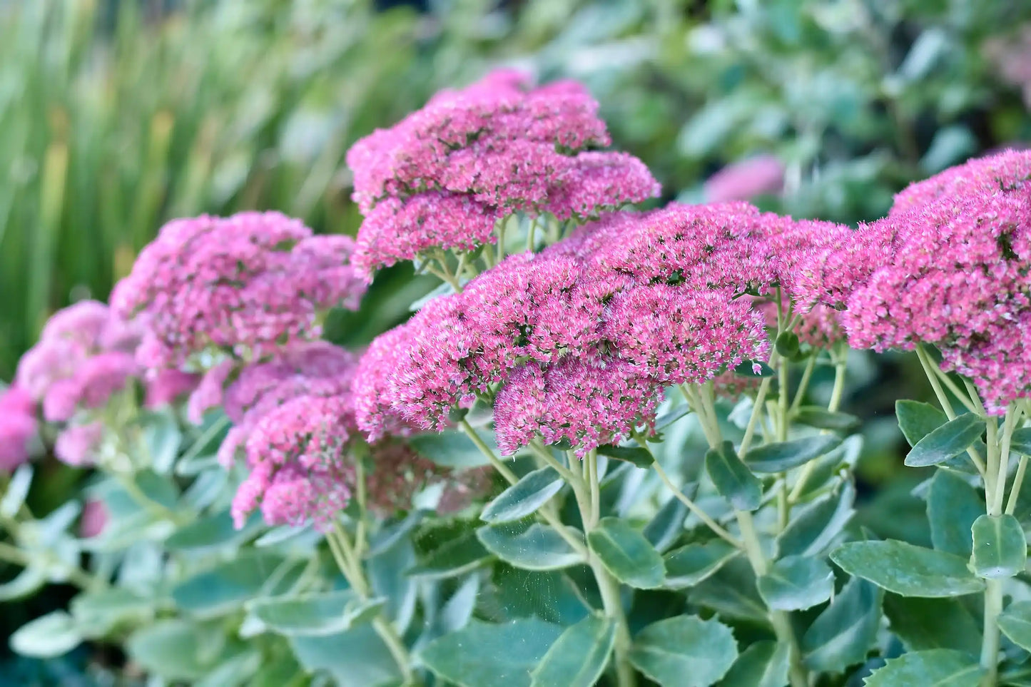 Stonecrop September Glow (Sedum spectabile)