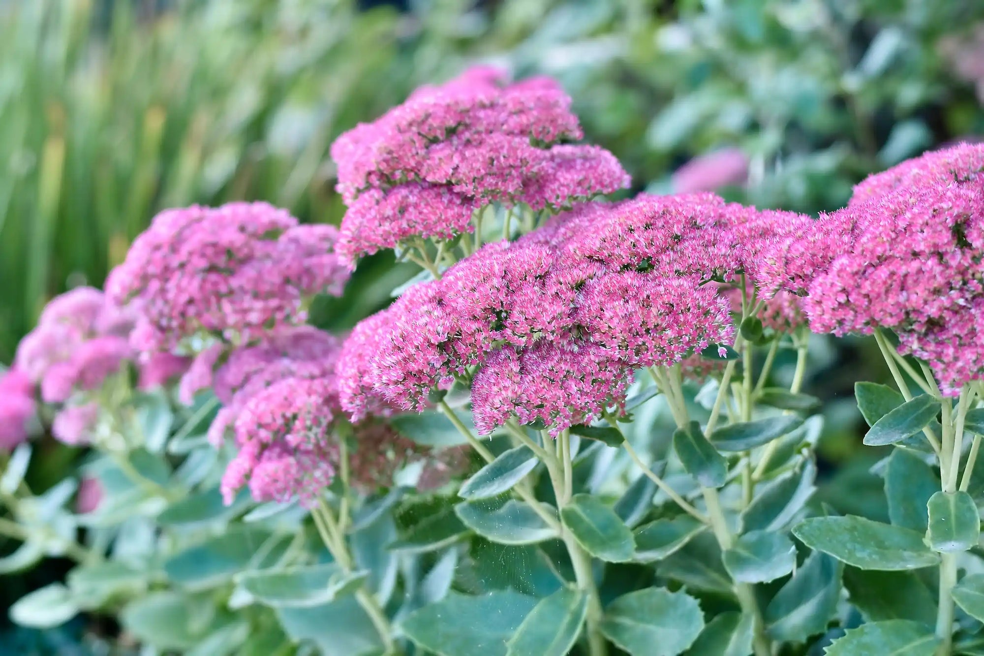 Stonecrop September Glow (Sedum spectabile) - Ladybird Nursery