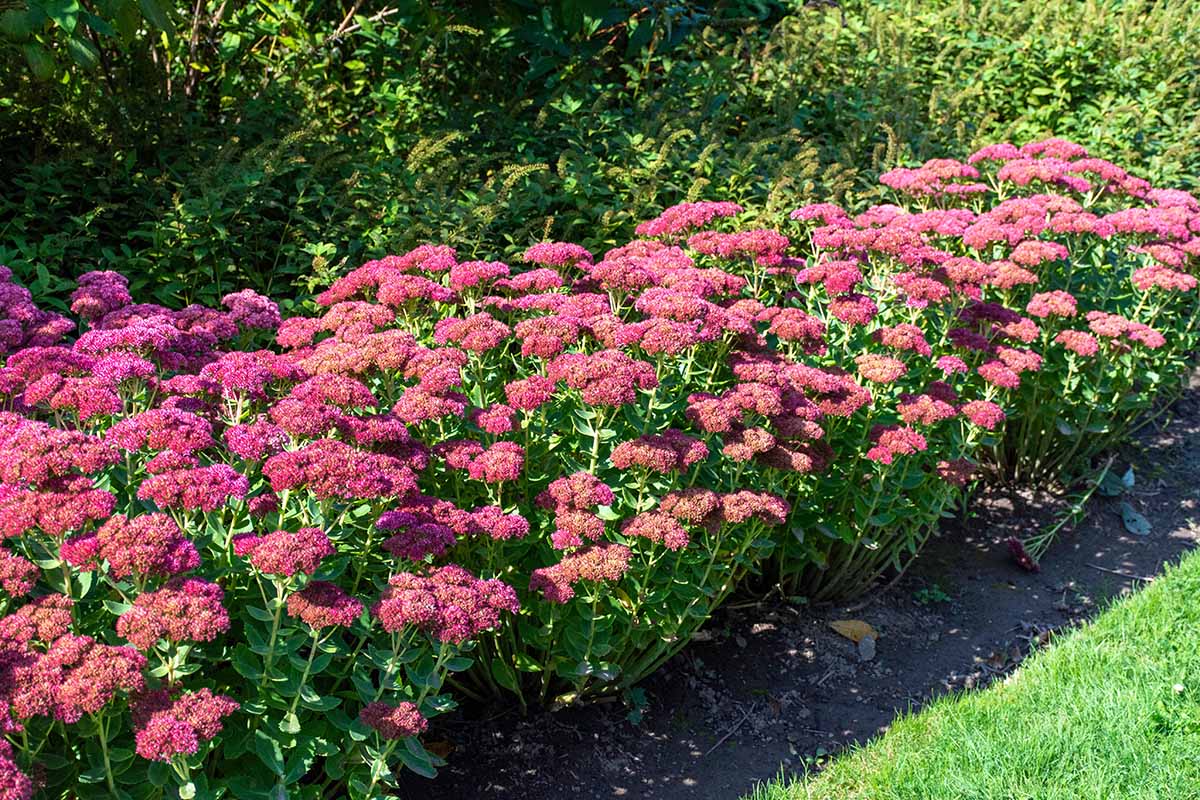 Stonecrop September Glow (Sedum spectabile)