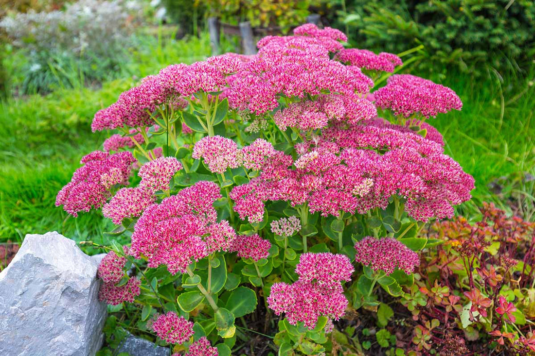 Stonecrop September Glow (Sedum spectabile) - Ladybird Nursery