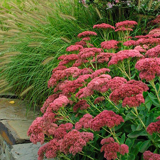 Stonecrop Stonecrop Mix (Sedum)