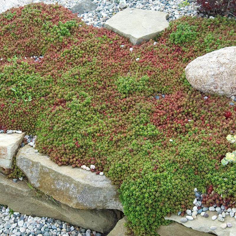 White Stonecrop Coral Carpet (Sedum album) - Ladybird Nursery