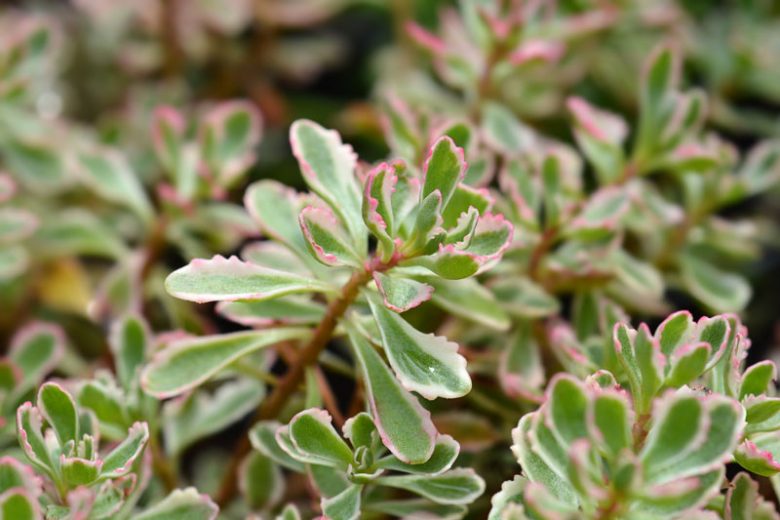 Stonecrop (Sedum spurium) - Ladybird Nursery