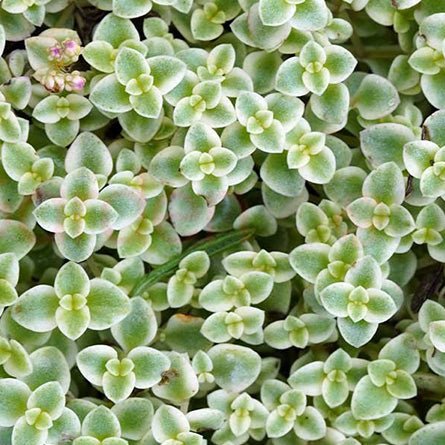 Stonecrop Blob (Sedum speckled) - Ladybird Nursery