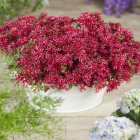 Stonecrop Dragons Blood (Sedum) - Ladybird Nursery