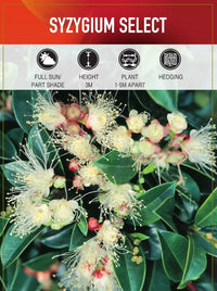 Lilly Pilly Select (Syzygium australe) - Ladybird Nursery