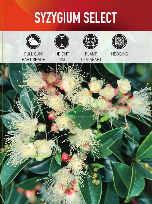 Lilly Pilly Select (Syzygium australe) - Ladybird Nursery