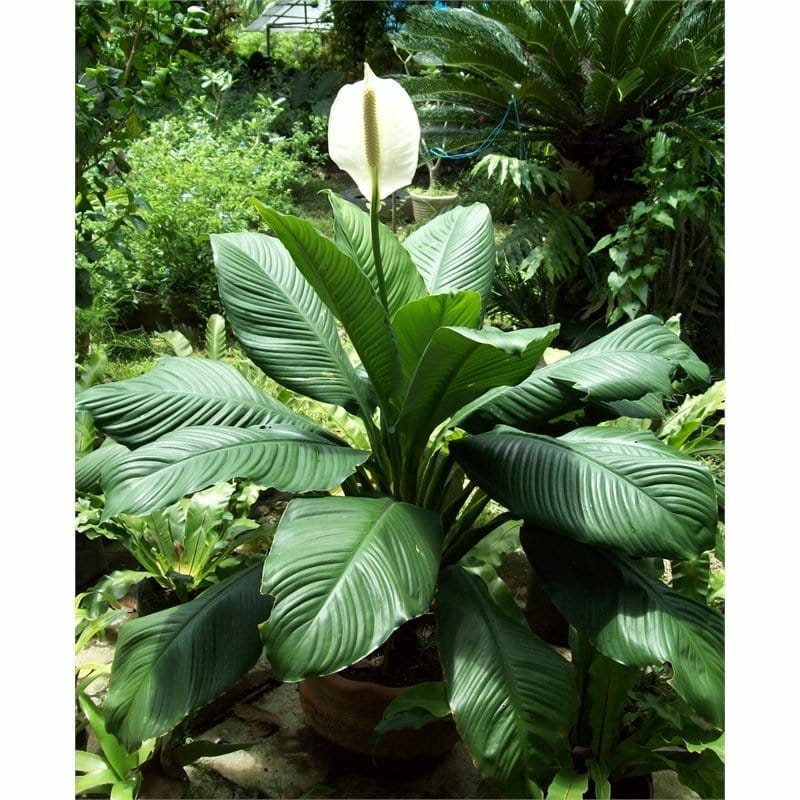 Peace Lily Sensation (Spathiphyllum) 250mm pot - Ladybird Nursery