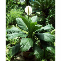 Peace Lily Sensation (Spathiphyllum) 250mm pot - Ladybird Nursery