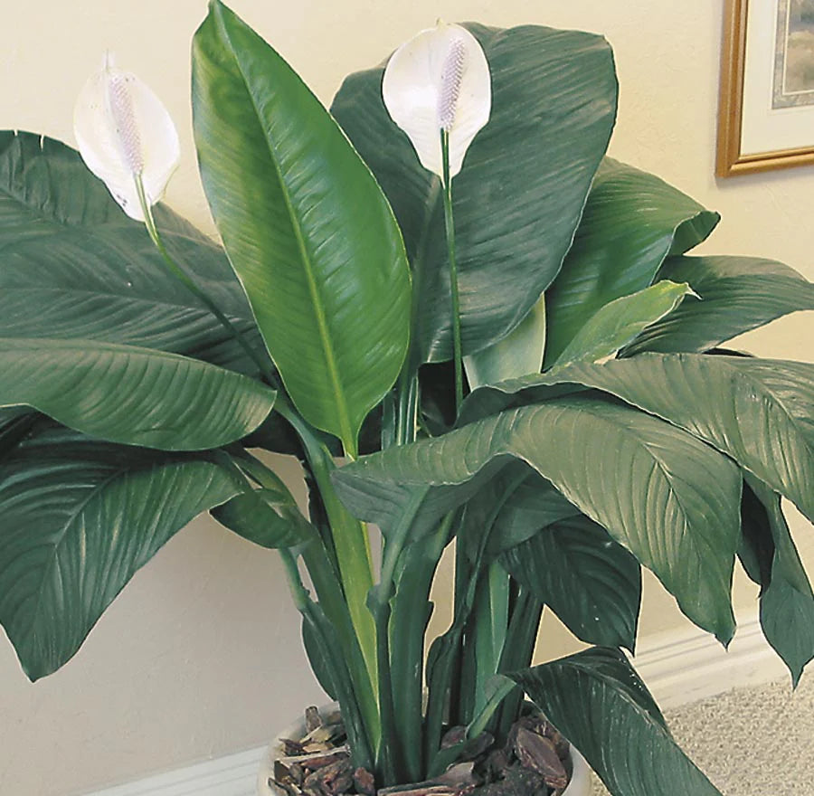 Peace Lily Sensation (Spathiphyllum) 250mm pot