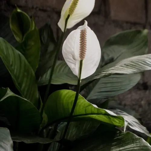 Peace Lily Sensation (Spathiphyllum) 250mm pot