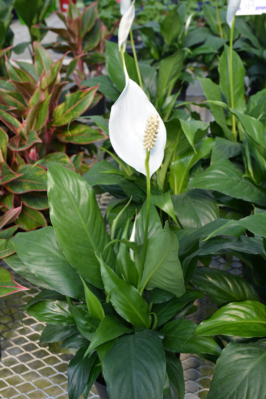 Peace Lily Sensation (Spathiphyllum) 250mm pot